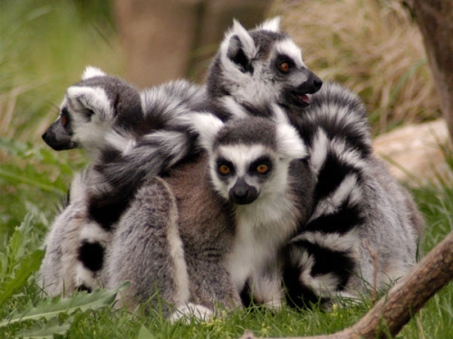Lémures Madagascar
