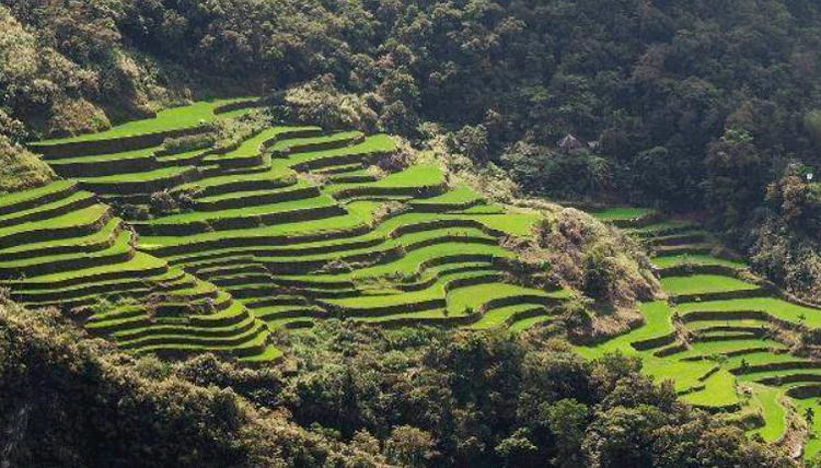 Terrazas de arroz en Luzon