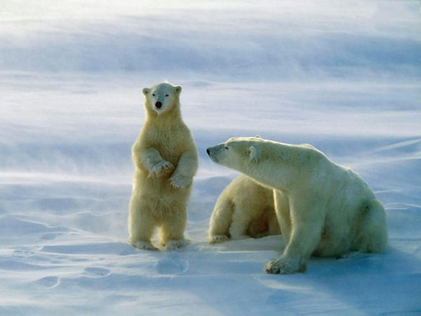 Osos polares Churchill - Canadá