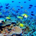 La Gran Barrera de Coral - Australia