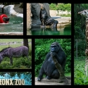 Los mejores zoológicos de América