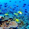 La Gran Barrera de Coral - Australia